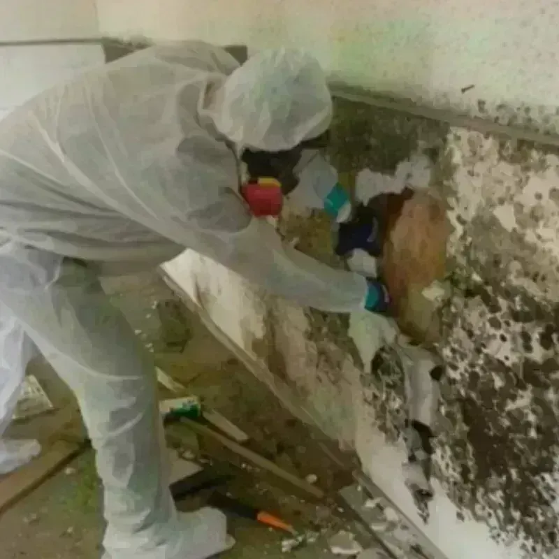 Mold Remediation and Removal in Halfway, MD